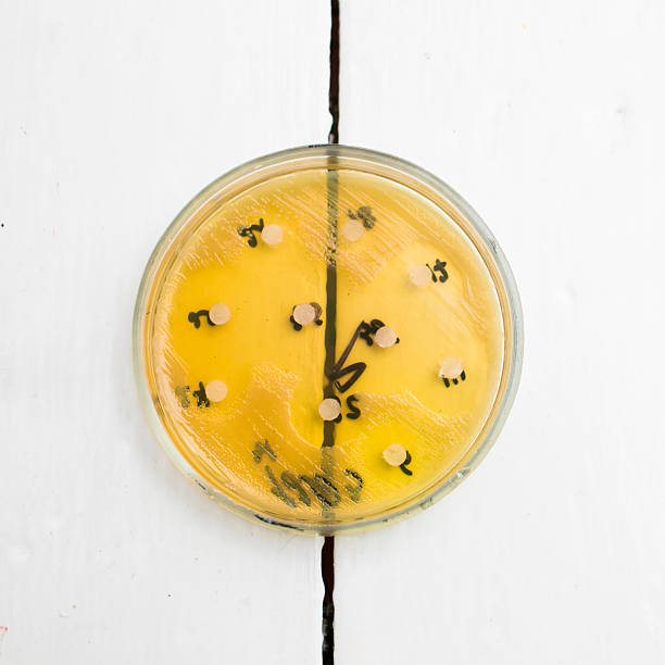 placa de petri com cultura de bactérias - petri dish agar jelly laboratory glassware bacterium imagens e fotografias de stock