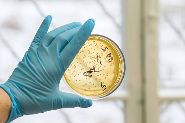 placa de petri con crecimiento de bacterias - staphylococcus petri dish bacterium biology fotografías e imágenes de stock