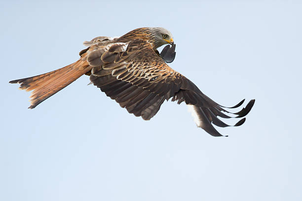 istock Red Kite, Bird of Prey, Milvus milvus. 537368831