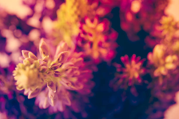 istock violet and purle wild flowers macro shot 537369142