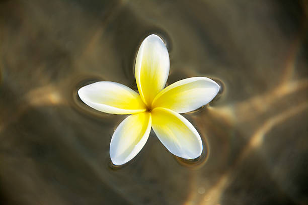 frangipani flor flutuando na água - five petals - fotografias e filmes do acervo