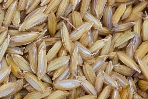 istock GABA rice or Germinated brown rice  are high quality rice. 537369765