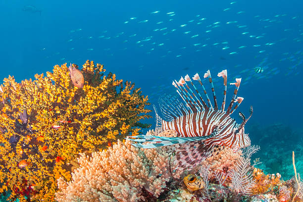 istock Colorful Lionfish on a dark reef 537370311