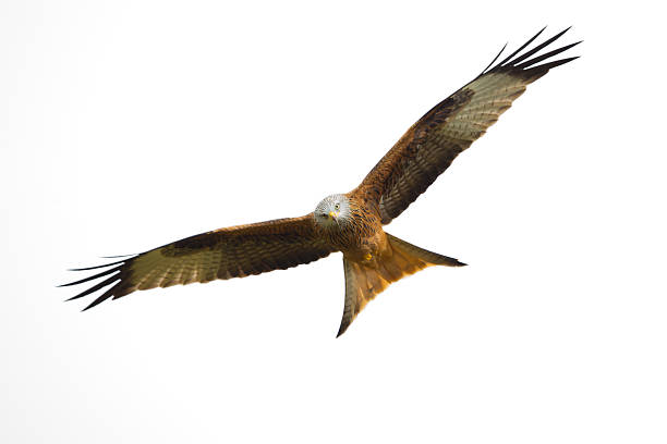 istock Red Kite, Bird of Prey, Milvus milvus. 537370629