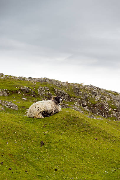 istock Sheep and picturesque pastures, Rodel, Outer Hebrides, Scotland 537370682