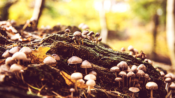 istock Autumn forest wild mushrooms close up 537370948