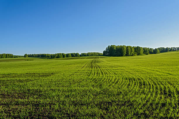 istock oat field agriculture sprouts 537371350