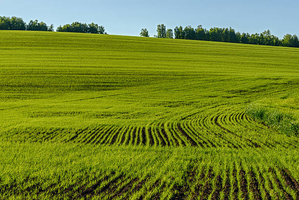 istock oat field agriculture sprouts 537371576