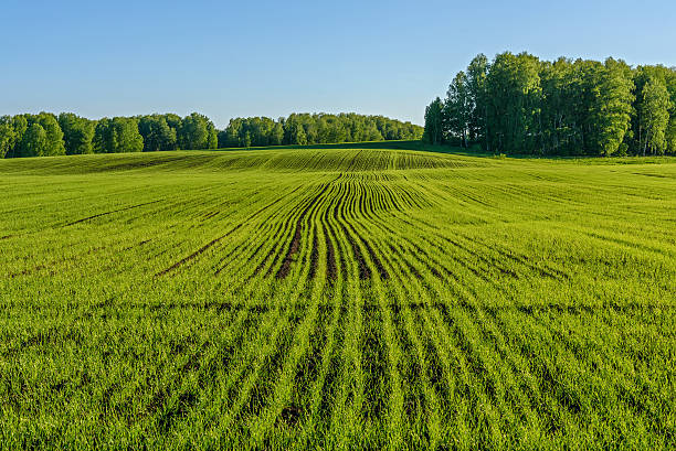 oat field agriculture sprouts