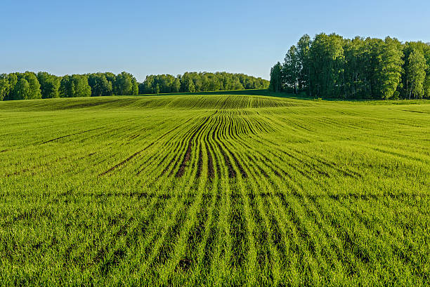 oat field agriculture sprouts stock photo