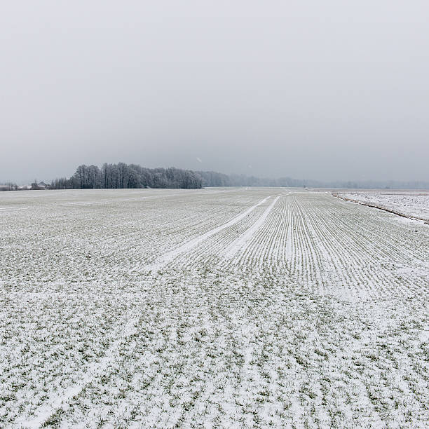 istock winter rural scene with fog and white fields 537372121