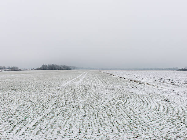 istock winter rural scene with fog and white fields 537372125