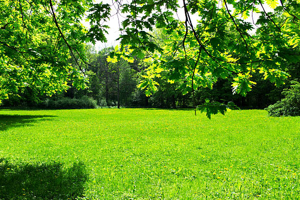istock green meadow and leaves 537372318