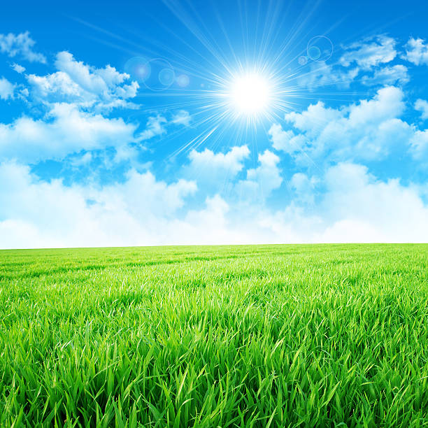 istock Green like a meadow in the sun 537372551