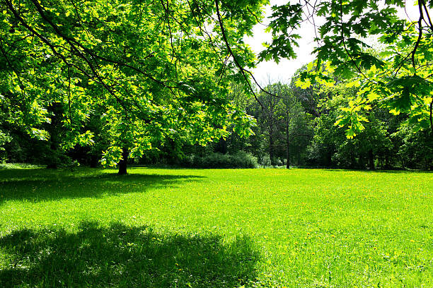 istock green meadow and leaves 537372552