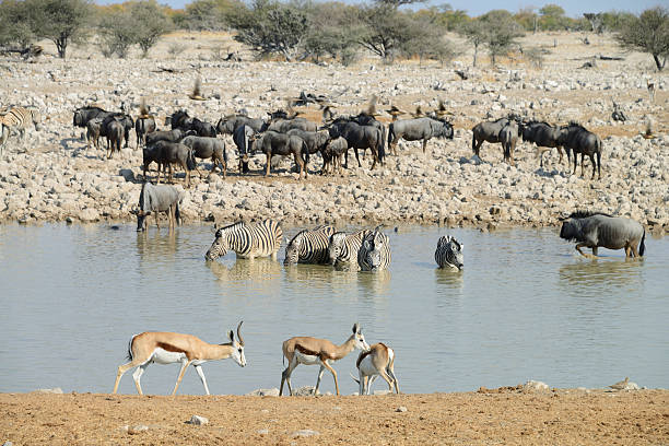 istock Zebras, Etosha National Park, Namibia 537372555