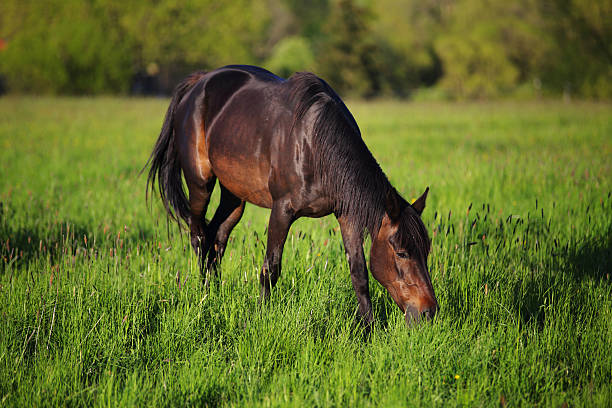 istock Horses in the Alps 537372660
