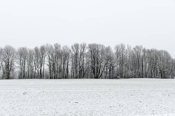 istock winter rural scene with fog and white fields 537372695