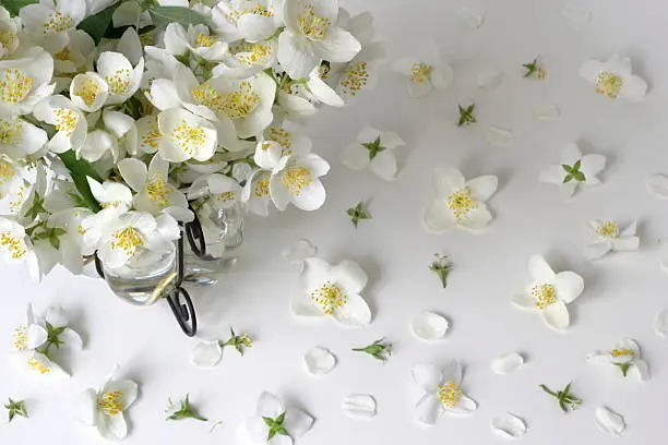 Floral background with bouquet of white jasmine flowers. Decorative border or frame with white jasmine flowers and petals. High angle view. Mock orange jasmine - Philadelphus flowers.