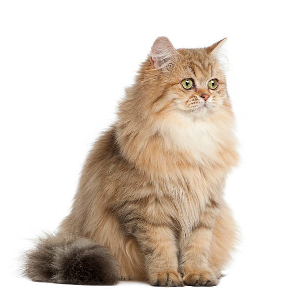 istock British Longhair cat, 4 months old, sitting against white background 537373450