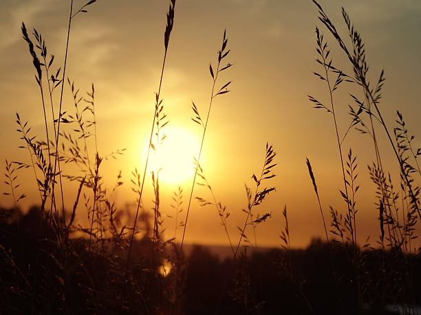 istock Spicas on the background of setting sun 537374444