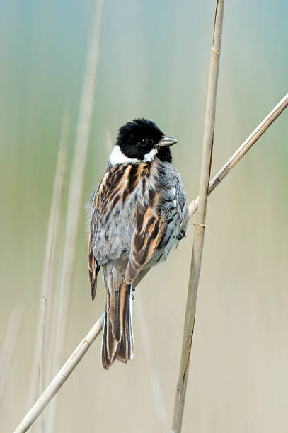 Male Reed Bunting.  Emberiza schoeniclus stock photo