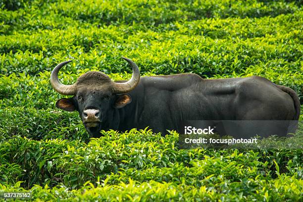 Indian Gaur At Tea Estate Tamilnadu India Stock Photo - Download Image Now  - Tamil Nadu, Forest, American Bison - iStock