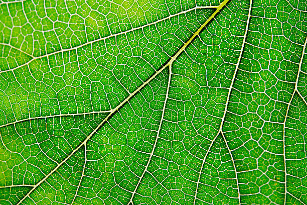 istock Texture of green leaf and veins 537375336