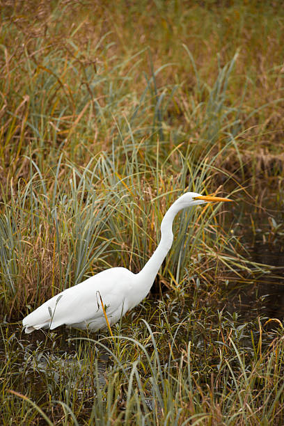 istock Great Egret in Texas National Park 537375712