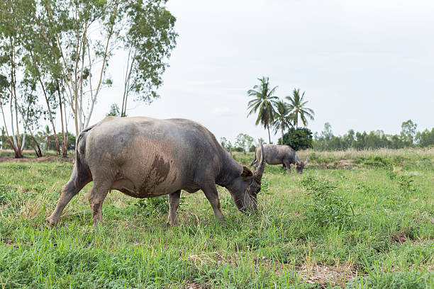 istock Asian buffalo eat grass on the field 537375916