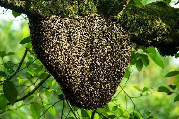 Honeybees - Bee hive