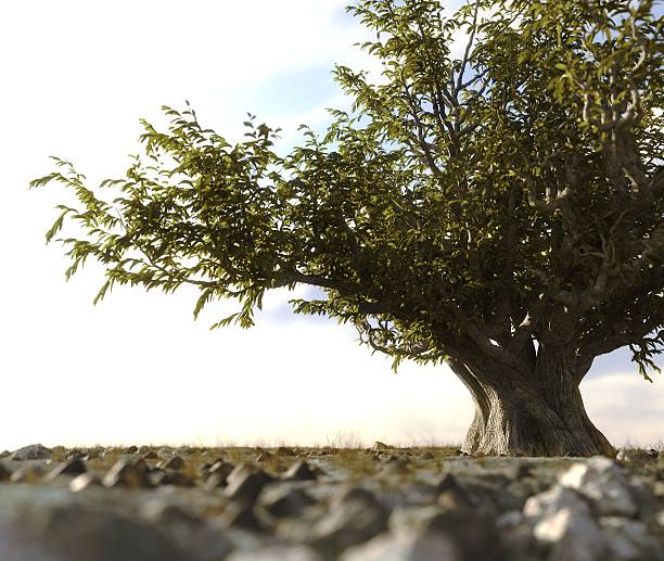 istock single tree left in a desert rock landscape conceptual background 537376292