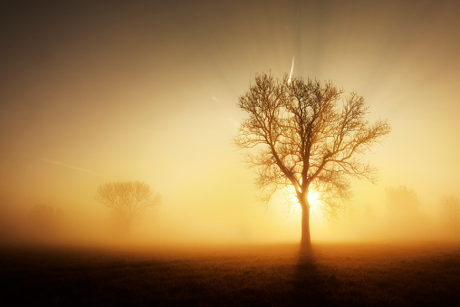 Backlit Tree in Morning Fog on Meadow at Sunrise, filtered, nostalgic color and grain