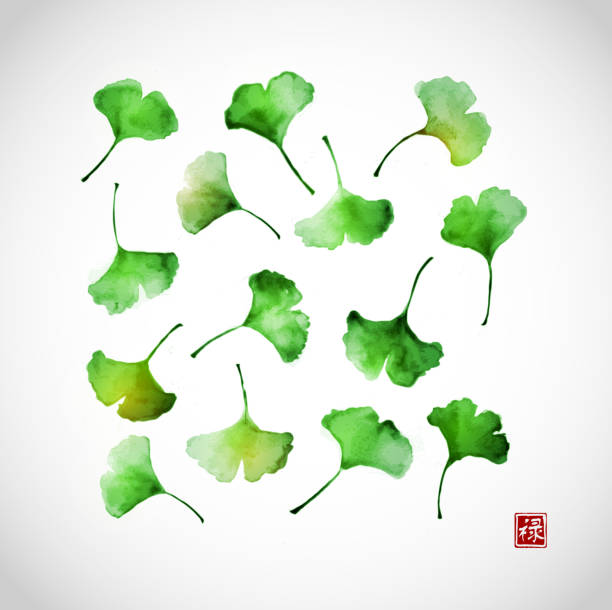 grün ginkgo biloba blätter - gingko stock-grafiken, -clipart, -cartoons und -symbole