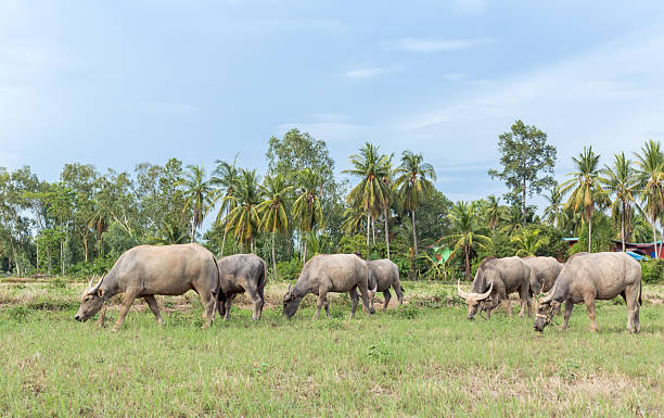 istock Asian buffalo eat grass on the field 537377168