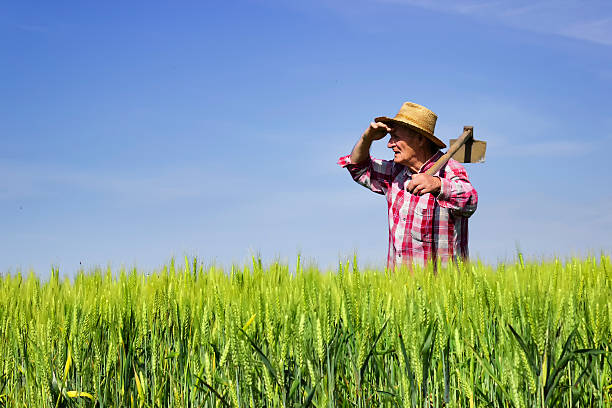 istock Farmer standing in wheat field and looking across 537377922