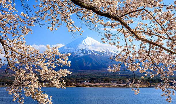 Mt. Fuji and Cherry Blossom at lake Kawaguchiko, Japan stock photo
