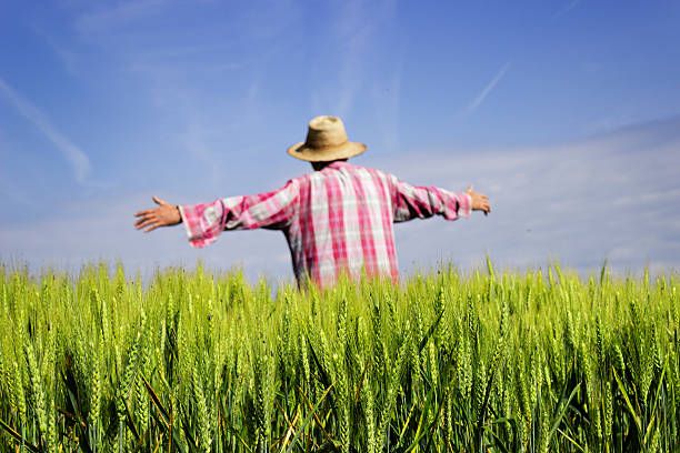 istock Human scarecrow in beautiful green wheat field 537378350