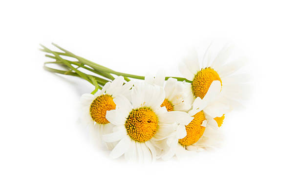 istock Camomile flowers isolated on white 537379248