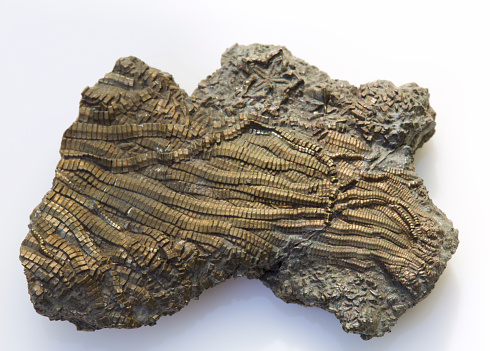  fossil crinoids that have pyrite mineral replace the animal to form a fossil - isolated on white