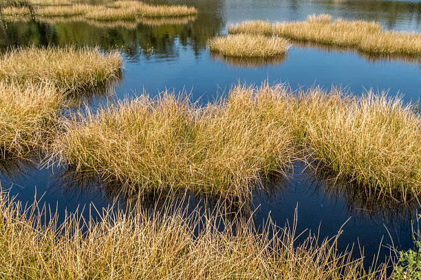 Green grass and small blue lake