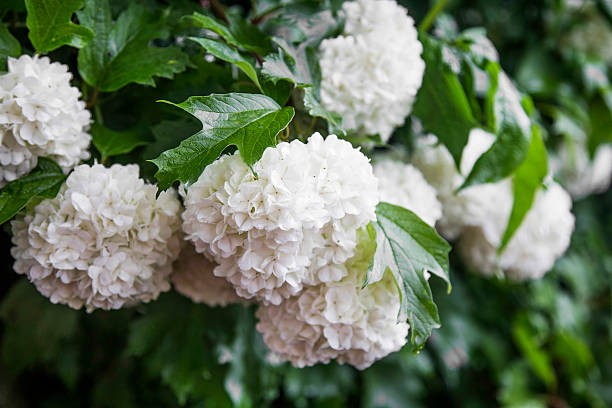 Snowball flowers (Viburnum opulus) with leaves in the garden Snowball flowers (Viburnum opulus) with leaves in the garden viburnum stock pictures, royalty-free photos & images