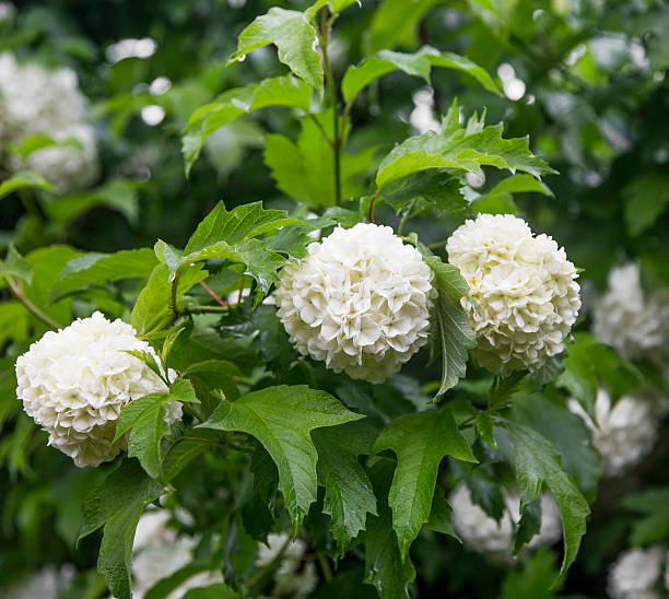 istock Snowball flowers (Viburnum opulus) with leaves in the garden 537383100