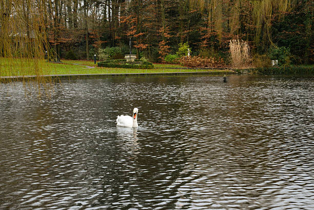 istock Scenic Swan in Pond 537383413