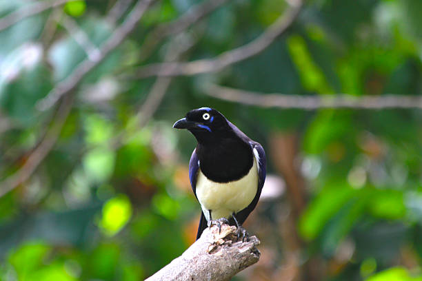 istock Black and white bird over wooden branch 537383973