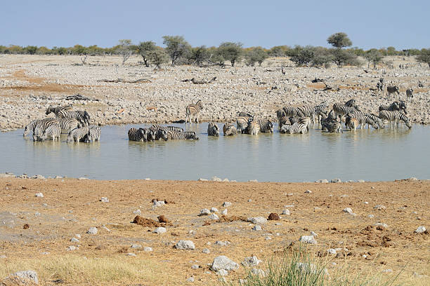 istock Zebras, Etosha National Park, Namibia 537384487