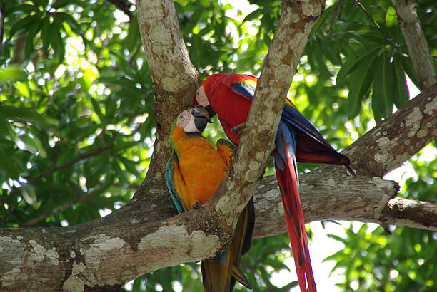 istock Parrots in Costa Rica 537385073