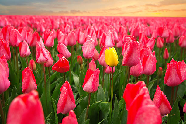 istock Beautiful bouquet of pink Tulips 537385078