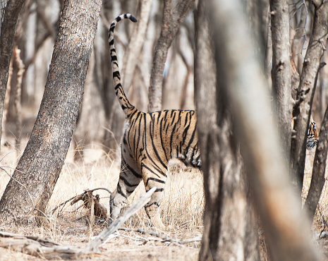 A young female Tiger, or tigress, largest of the Indian big cat family of wild animals, marks her territory by spraying a suitable tree in the forest of  Ranthambore, Rajasthan, India