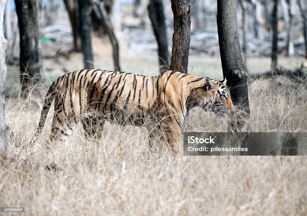 Tiger In Profile Ranthambore Rajasthan India Stock Photo - Download Image  Now - Animal, Animal Wildlife, Animals In The Wild - iStock